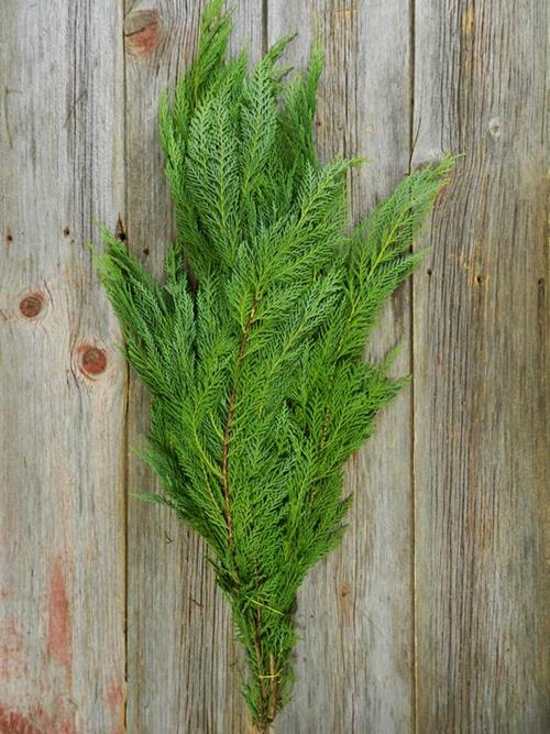 LEYLAND CYPRESS  CHRISTMAS GREENS